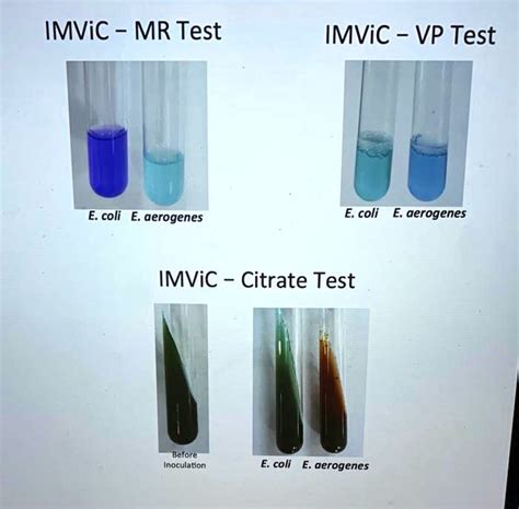what happens to e. coli during and mr/vp test